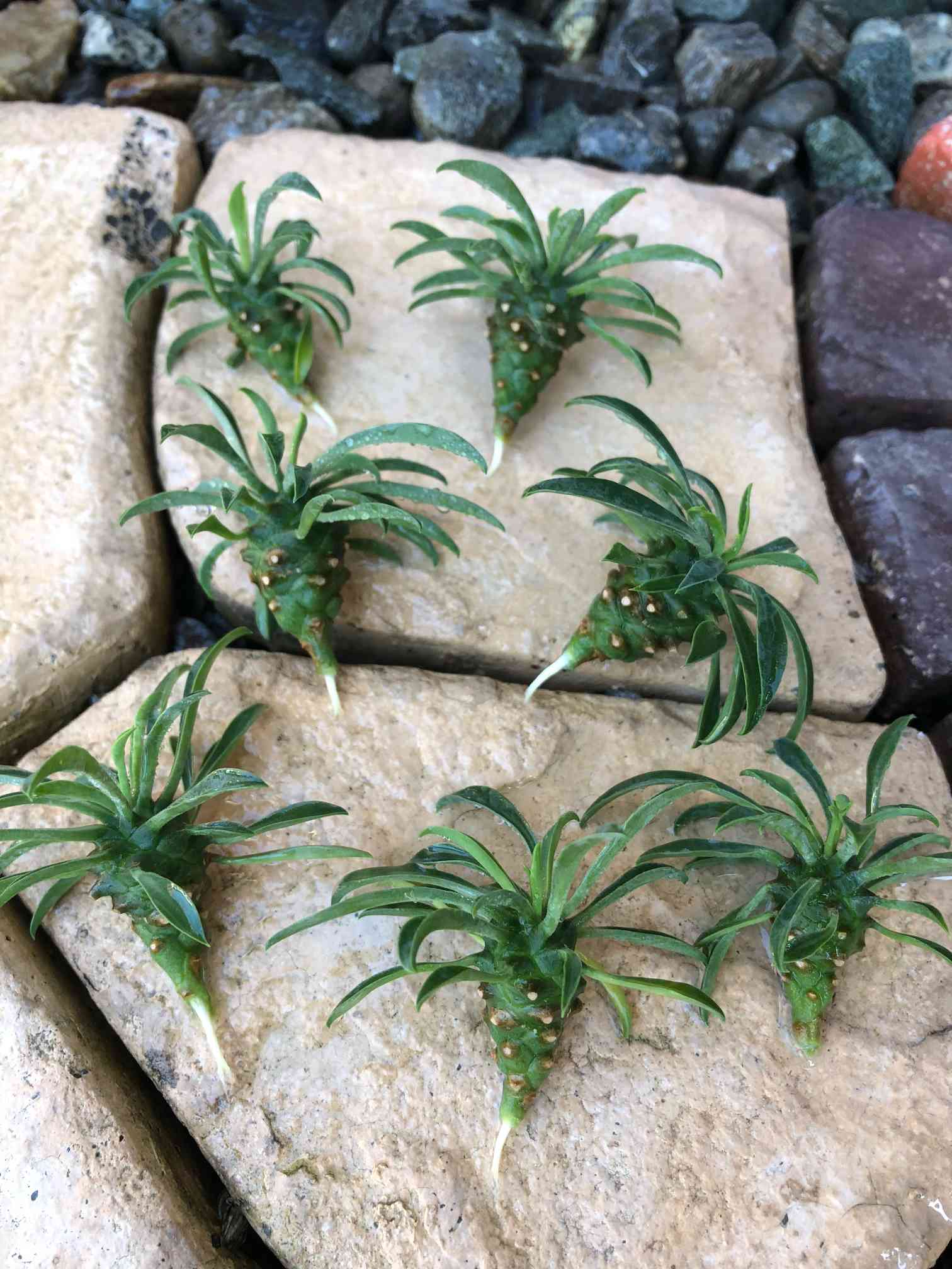 Retirer un cycas de son container