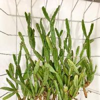 ヨトウムシの駆除 対策 幼虫はどんな姿 コーヒーや木酢液は効く Greensnap グリーンスナップ