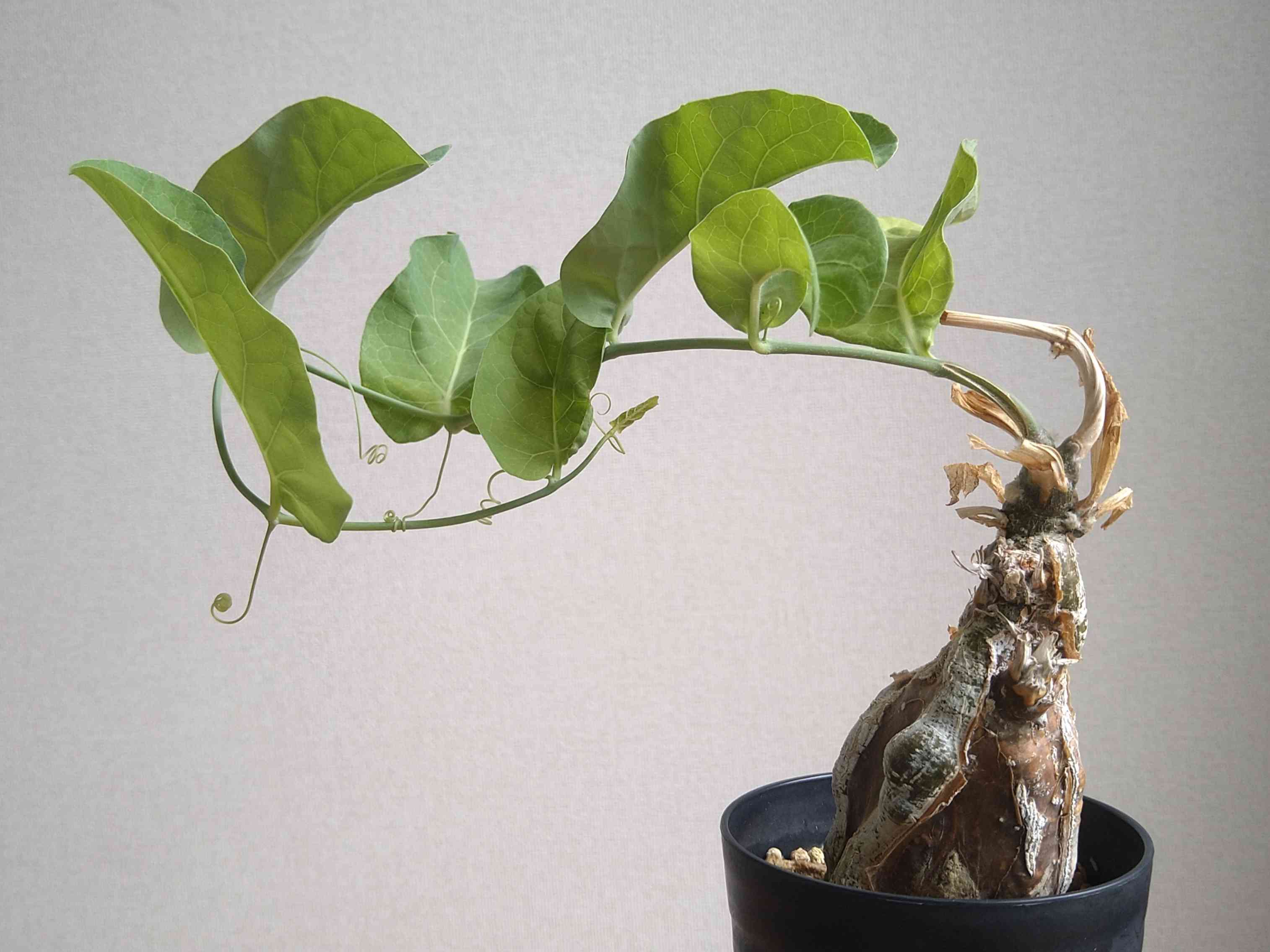 希少種　ケファロペンタンドラ エキローサ isla del pescado - Cephalopentandra ecirrhosa-ケファロペンタンドラ