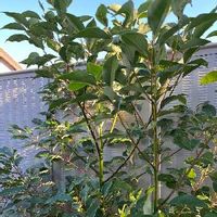 榊 サカキ の育て方 種まきや植え付けの時期は 剪定 挿し木の方法は Greensnap グリーンスナップ