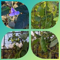 インゲン,キヌサヤえんどう,散歩コース,10月,マメ科の花の画像