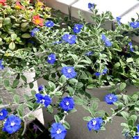 ポーチュラカ,アメリカンブルー,成長記録,花のある暮らし,青・紫系の画像