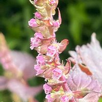 シソ,アカジソ,ハーブ,花壇,ガーデニングの画像