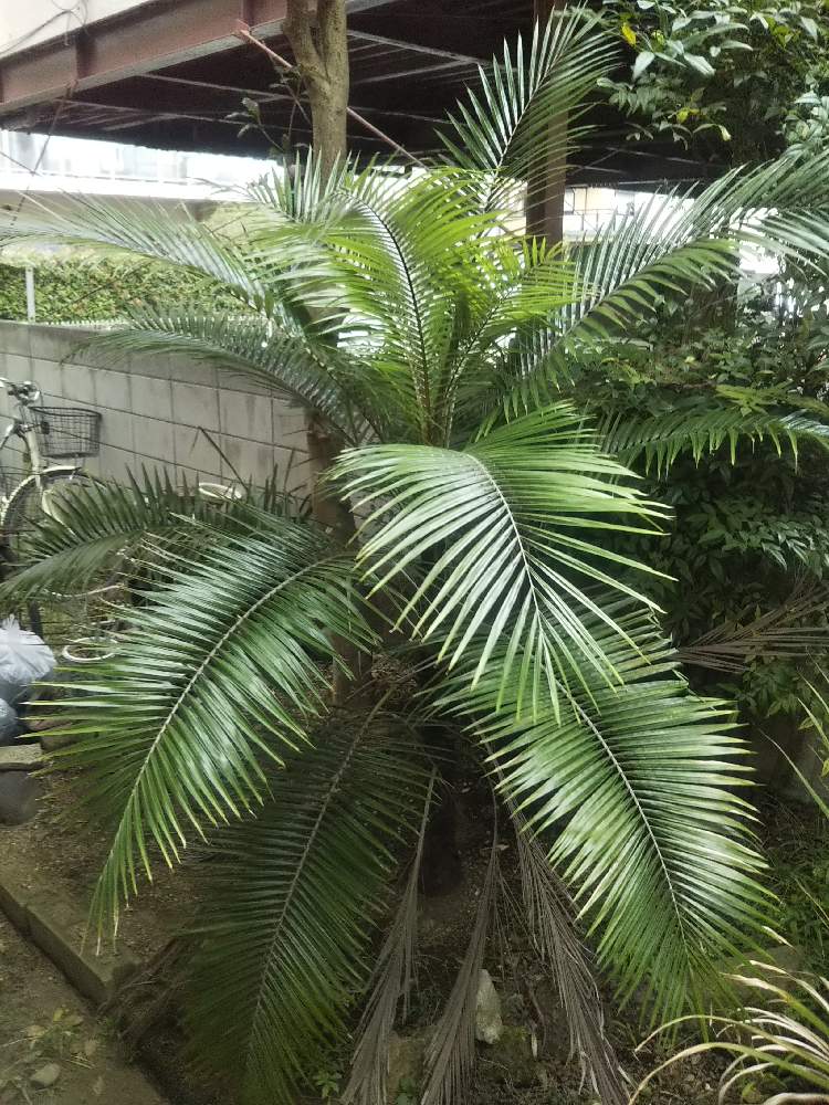 地植えのヤシ紹介 22年版 Greensnap グリーンスナップ