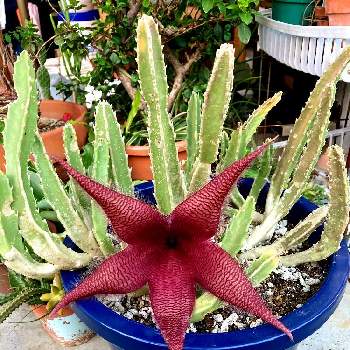 多肉植物 スタペリア犀角 多肉植物 スタペリア犀角