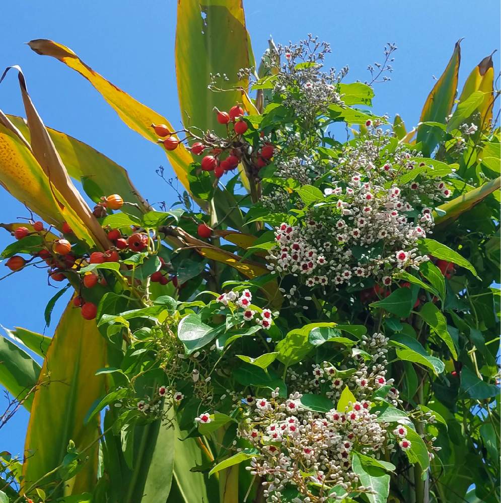 ヘクソカズラの投稿画像 By Gtyさん ゲットウの実と小さな庭と観葉植物と亜熱帯 熱帯植物とsdgsと沖縄とハーブとガーデニングと四季の花と観葉植物と亜熱帯 熱帯植物とsdgsと沖縄とハーブとガーデニングと四季の花 22月10月3日 Greensnap グリーンスナップ