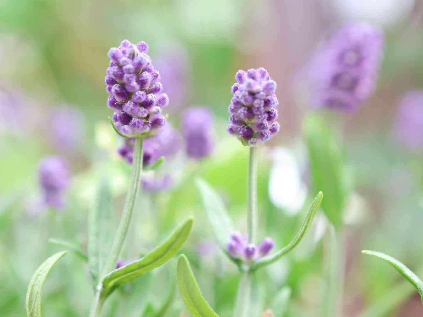 2022年 ③秋の寄せ植え🌸🌿｜🍀GreenSnap（グリーンスナップ）