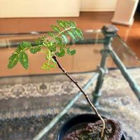 山椒 サンショウ の育て方 鉢植え 地植えの方法は 剪定時期は Greensnap グリーンスナップ