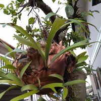 コウモリラン,ビカクシダ,ハンキング,シダ植物,ウラボシ科の画像