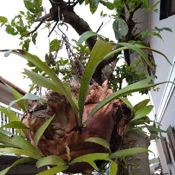 エアープランツ,チランジア,100均の画像