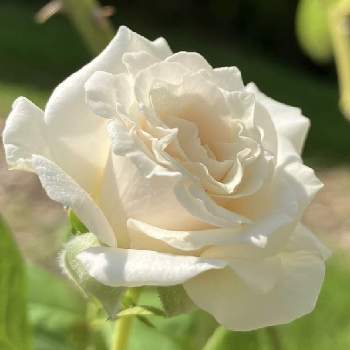 バラ ルイーズオディエ,バラ,バラのある暮らし,薔薇のある暮らし♡,新米ロザリアンの画像