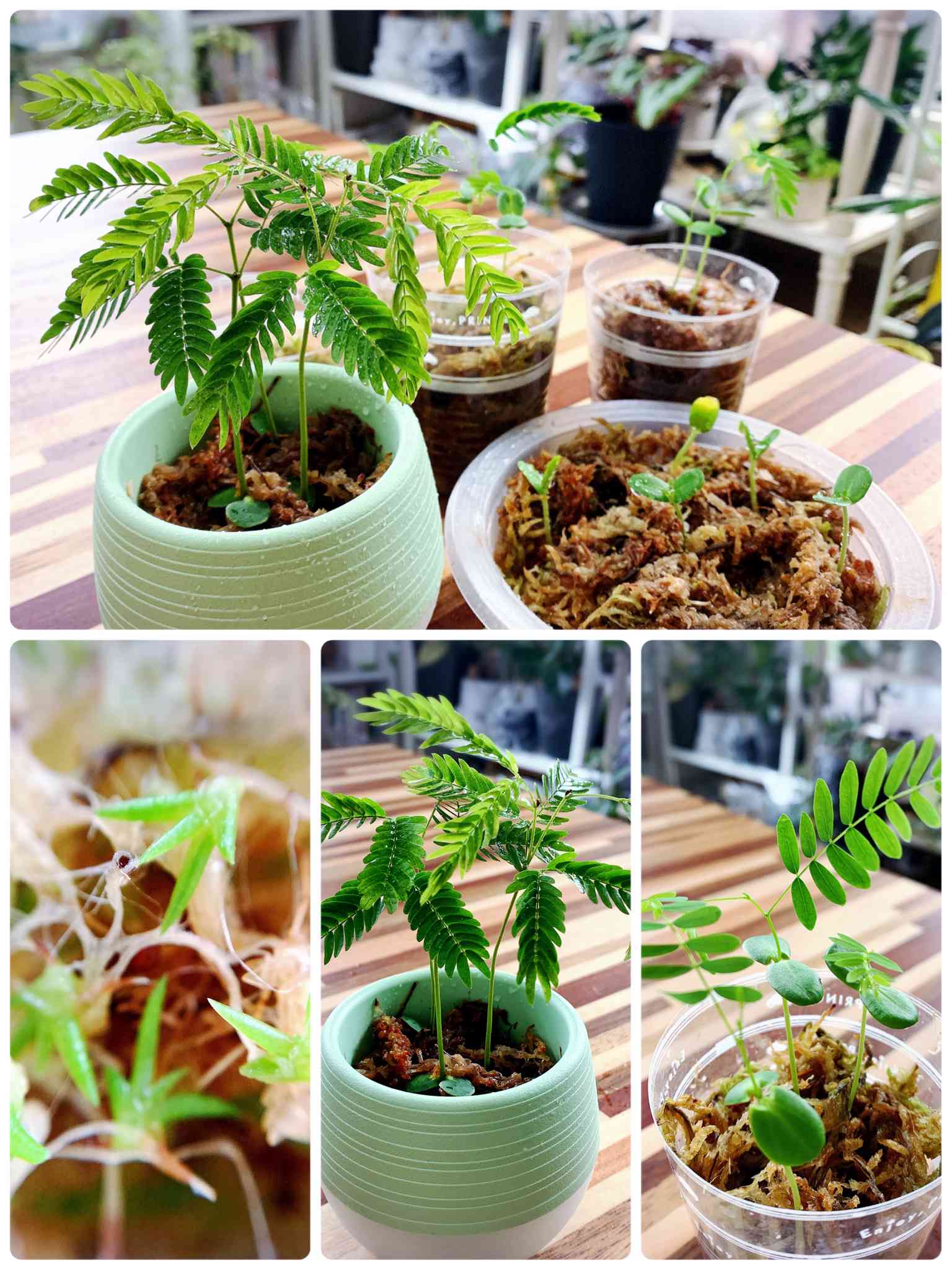 ホウオウボク （鳳凰木）の一覧｜🍀GreenSnap（グリーンスナップ）