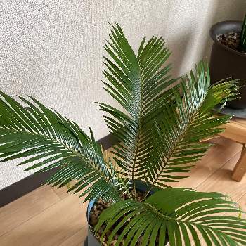 蘇轍 ソテツ 株分け後15年もの Ww Felis Com Pl 蘇轍 ソテツ 株分け後15年もの Ww Felis Com Pl