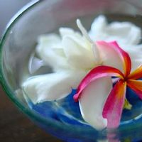 ガーデニア,プルメリア,白い花,ピンクの花,いい匂いの画像