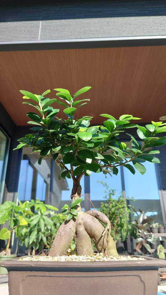 家族紹介㉙ガジュマル(盆栽)｜🍀GreenSnap（グリーンスナップ）