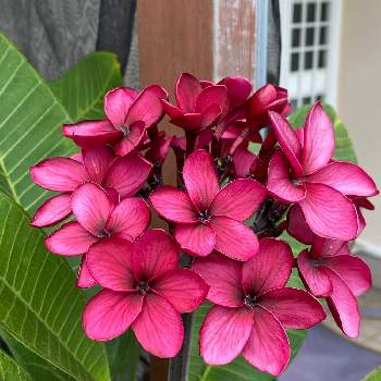 プルメリア☆,南国植物,オススメ,ハワイ産,花のある暮らしの画像