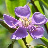 ノボタン,ノボタン,薄紫色の花,しべ好き,紫ラブの画像