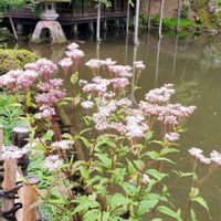 フジバカマ,兼六園,早朝散歩,三芳庵の画像