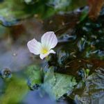 水田雑草の一覧 Greensnap グリーンスナップ