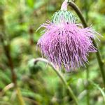 キセルアザミの一覧 Greensnap グリーンスナップ