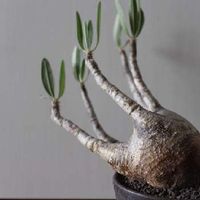 パキポディウム・グラキリス,多肉植物,観葉植物,塊根植物,ビザールプランツの画像