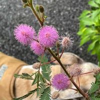 オジギソウ,オジギソウ,犬の散歩,お出かけ先の画像