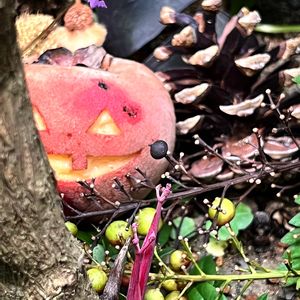 南天,ナンテンの実,オギザリス,ポプラの綿毛,毛柿の画像