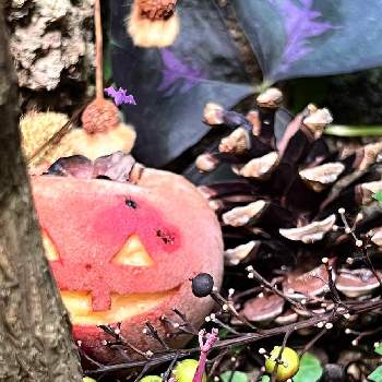 アガパンサス,チーム・ブルー,チーム・ブルーNo.103,チーム・ブルー◆青い花を育てよう！の画像