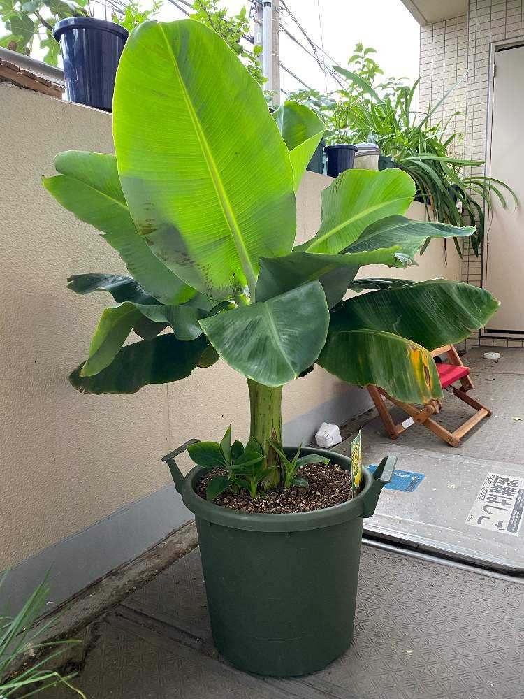 ドワーフモンキーバナナの成長記録｜🍀GreenSnap（グリーンスナップ）