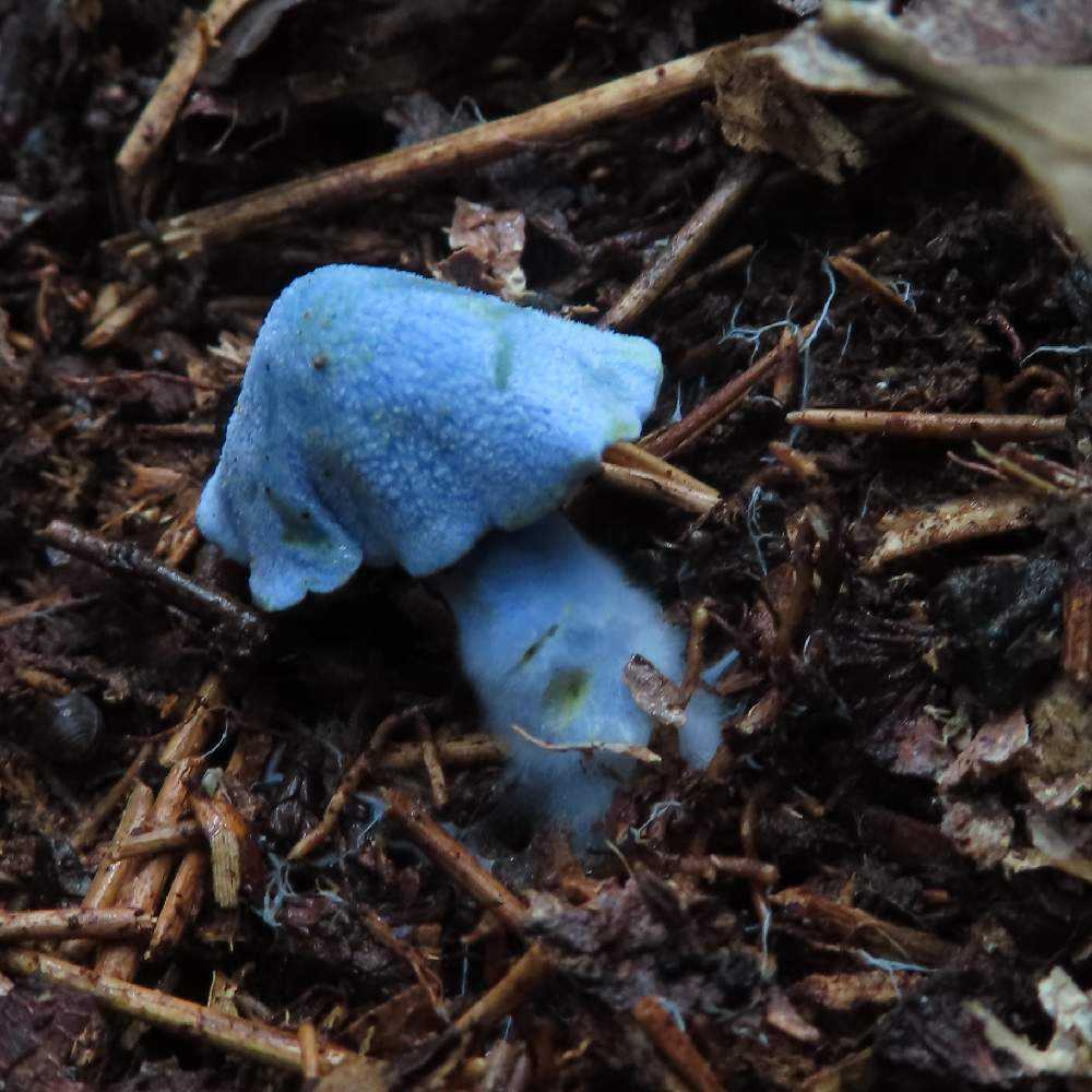 色色きのこ🍄｜🍀GreenSnap（グリーンスナップ）