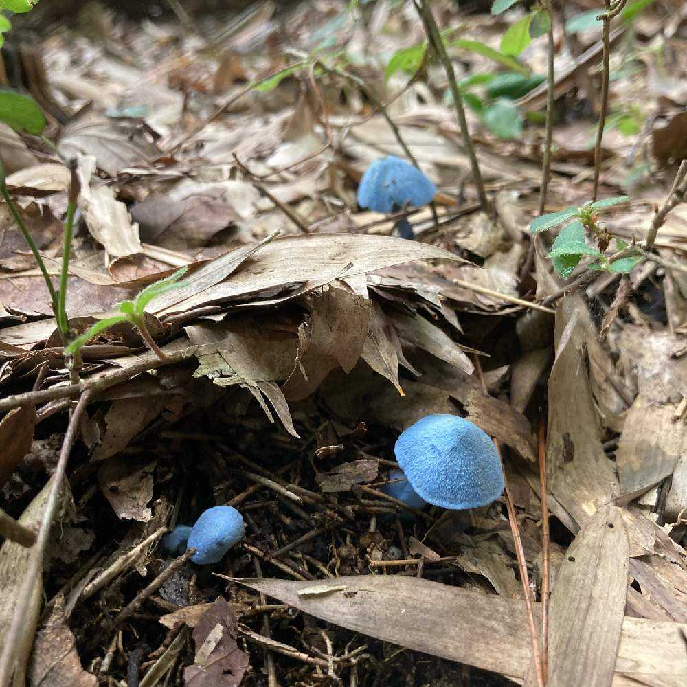 色色きのこ🍄｜🍀GreenSnap（グリーンスナップ）