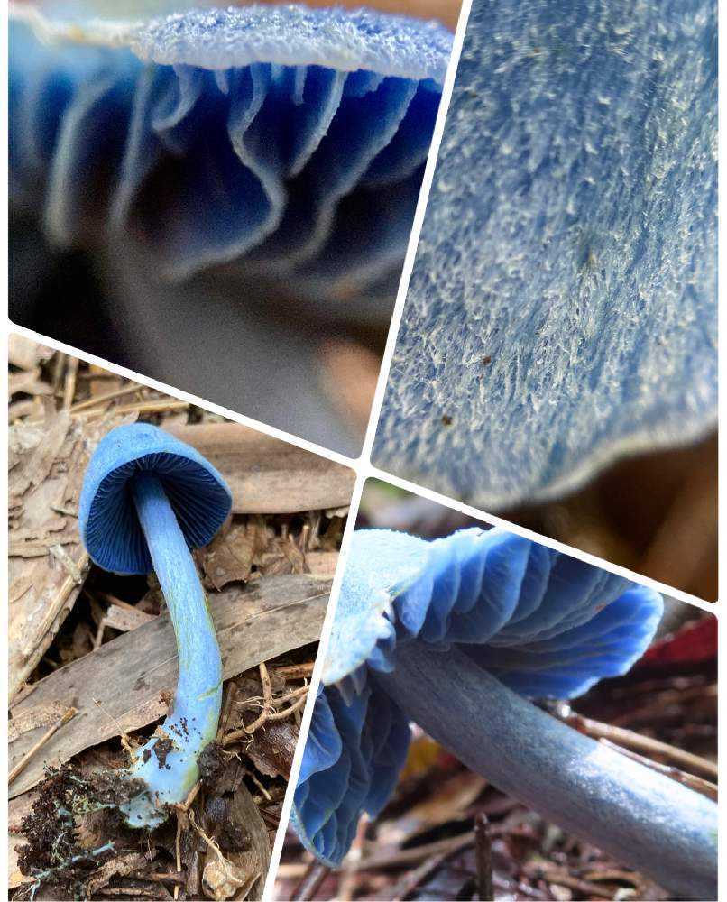 色色きのこ🍄｜🍀GreenSnap（グリーンスナップ）