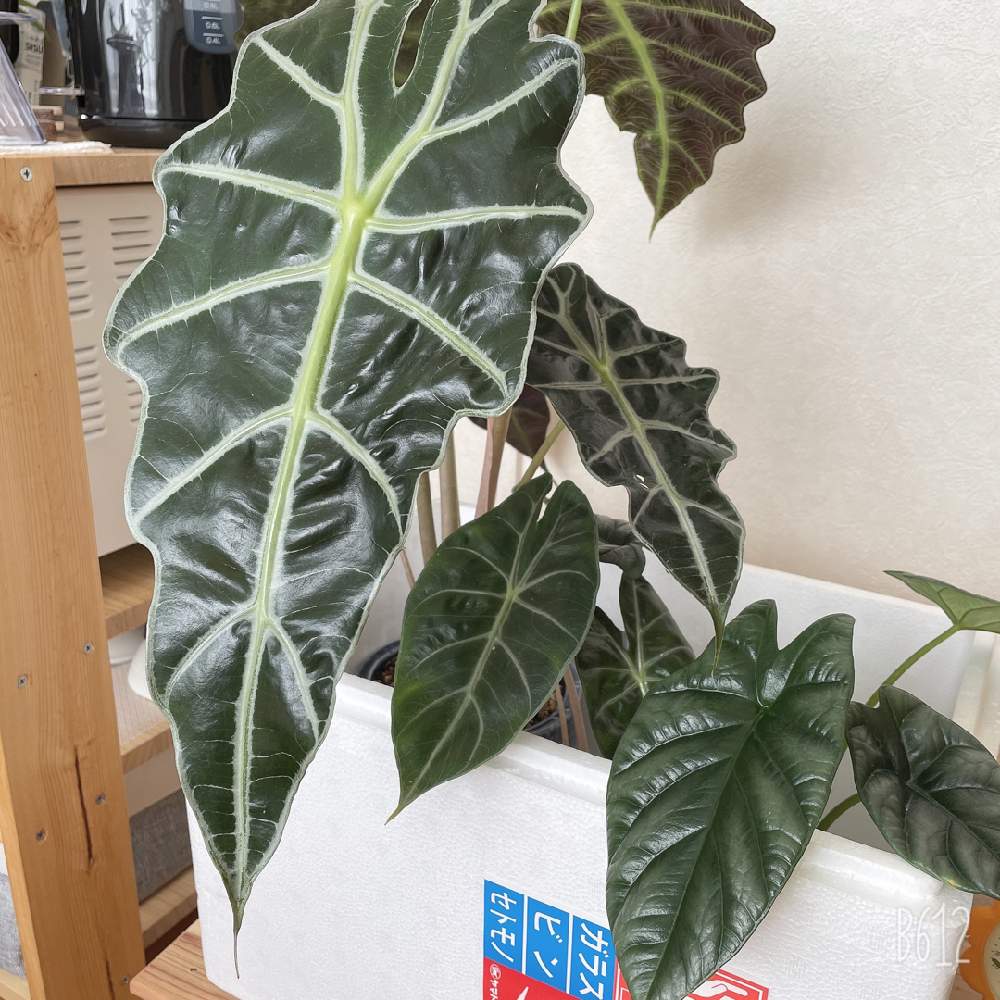 アロカシア ナイロビナイツの投稿画像 By Min ㅂ さん アロカシア アマゾニカ ポリーとアロカシア シヌアータと観葉植物と植物のある暮らしと植物大好きとお顔がこんにちはとアロイドとサトイモ 科とアロカシア属と葉っぱ好きと大きくなぁれと観葉植物と植物の