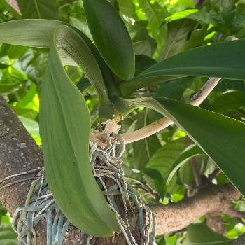 胡蝶蘭 葉っぱシワシワになる Greensnap グリーンスナップ