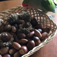 クヌギ,コナラ,コザクラインコ　森の画像