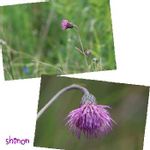 キセルアザミの一覧 Greensnap グリーンスナップ