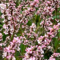 アイ,野草,日光好き,花期長い,耐暑性の画像