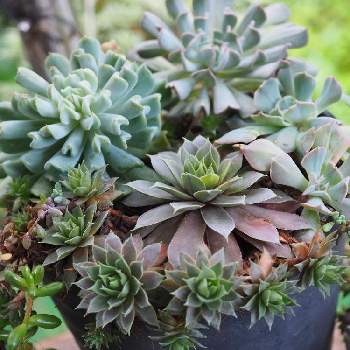 センペルビウム ブルーボーイの一覧 Greensnap グリーンスナップ センペルビウム ブルーボーイの一覧 Greensnap グリーンスナップ