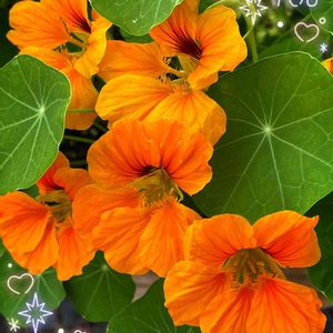 ナスタチウム,キンレンカ,鉢植え,可愛い,いつもありがとう♡の画像