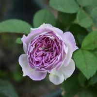 ブルームーンストーン,ばら バラ 薔薇,庭の花,花壇,GS映えの画像