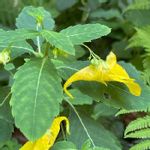 キツリフネソウの一覧 Greensnap グリーンスナップ