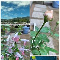 鉢植え,花のある暮らし,ピンク系,可愛い♥️,小さな庭の画像