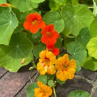 ナスタチウム,キンレンカ,オレンジ色の花,今日のお花,ビタミンカラーの画像