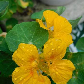 ハンキング,今日のお花,ビタミンカラー,金蓮花（ナスタチウム）,ガーデニングの画像