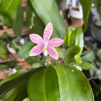 胡蝶蘭 葉っぱシワシワになる Greensnap グリーンスナップ