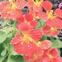 ナスタチウム,キンレンカ,葉が綺麗,※キンレンカ,オレンジ色の花の画像