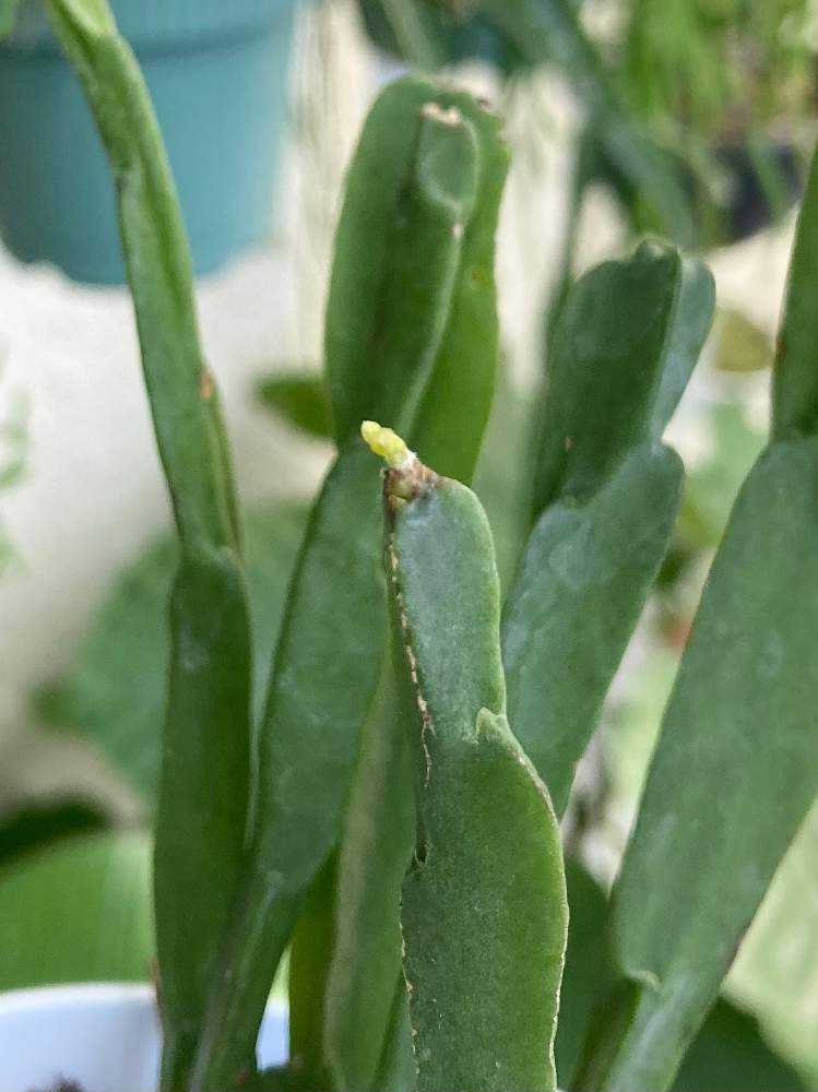 【カギしっぽの新芽がぴょこぴょこ】リプサリス パラドクサファイン 玉柳 カギしっぽの新芽がぴょこぴょこ】リプサリス パラドクサ