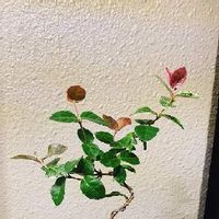 小品盆栽,ミニ盆栽,バルコニー/ベランダの画像