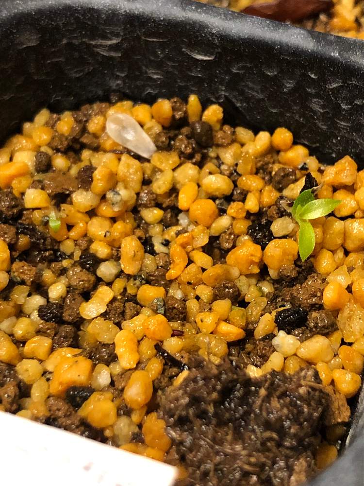 プヤ アルペストリスの投稿画像 by takeさん|部屋と塊根植物と実生と植欲と君も花が好きなのかと塊根植物と実生と植欲と君も花が好きなのか