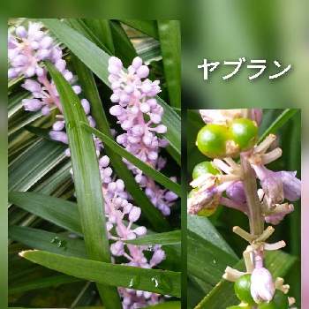 ヤブランの花の一覧 Greensnap グリーンスナップ